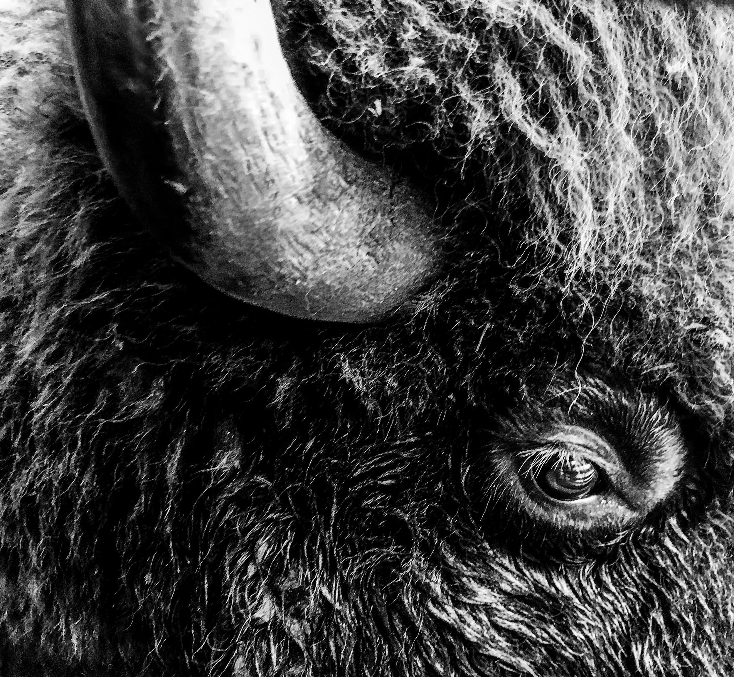 パルナシウス/P.sacerdos（スイス・アルプス産、1オス） The BISON | 2018 SYRAH | LITTLE BOY TERRACE — SAARLOOS + sons